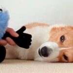 指を近づけると『ムキ顔』になる犬→ぬいぐるみの手で検証してみたら…まさかの反応が129万表示「漫才みたいで笑った」「かわいいｗｗ」の声(ブログ)