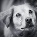 犬の『突然死』考えられる原因6選　亡くなる前にみられる兆候や予防策まで(ブログ)