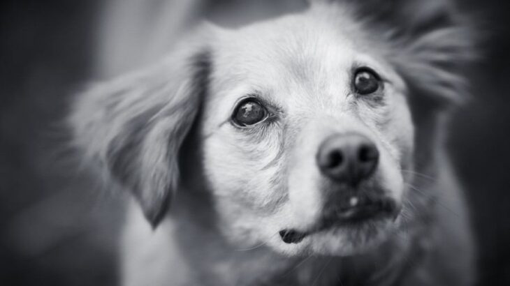 犬の『突然死』考えられる原因6選　亡くなる前にみられる兆候や予防策まで(ブログ)