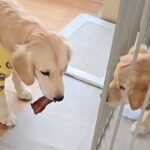 弟犬の前でおやつを咥える姉犬→『おすそ分けするのかな』と思ったら…人間のような『まさかの行動』がSNSで話題「いけずｗ」「悪いわーｗ」(ブログ)