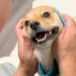 佐川急便が来るので『吠えたら失礼だよ』と犬に伝えていたら…思わず吹き出す『ピンポンが鳴った瞬間』が72万再生「コントｗ」「完璧なフリ」(ブログ)