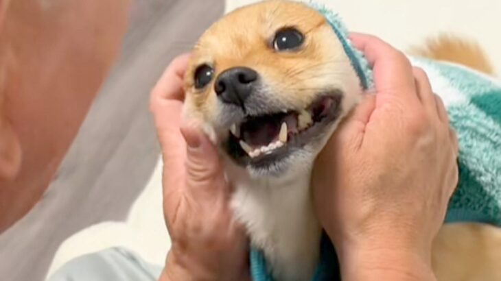 佐川急便が来るので『吠えたら失礼だよ』と犬に伝えていたら…思わず吹き出す『ピンポンが鳴った瞬間』が72万再生「コントｗ」「完璧なフリ」(ブログ)