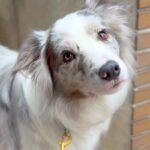 世界一賢い犬種に『パパが前にランチ買ったお店、分かる？』と無茶ぶりをした結果→人間顔負けな『衝撃の結末』が140万再生「鳥肌立った」(ブログ)