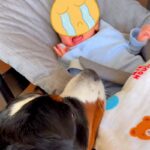 『ちょっと！大丈夫？』赤ちゃんが号泣→近くにいた超大型犬が心配して…本当の姉のような行動が10万再生「赤ちゃんも安心」「子守してる」(ブログ)
