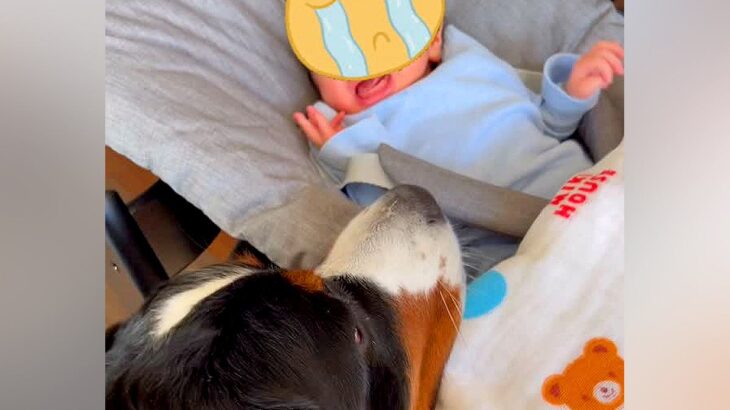 『ちょっと！大丈夫？』赤ちゃんが号泣→近くにいた超大型犬が心配して…本当の姉のような行動が10万再生「赤ちゃんも安心」「子守してる」(ブログ)