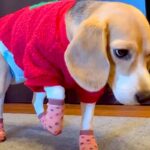 犬に初めて『靴下』を履かせた結果→慣れなさ過ぎて…思わず笑う『衝撃的な動き』が165万再生「面白過ぎるｗｗ」「ごめんけど爆笑した」と反響(ブログ)