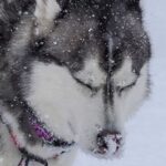 雪景色の中で『全集中』するハスキー犬→微動だにしない『まさかの理由』に1万6000いいね集まる「ウンの呼吸」「雰囲気出てるけどｗ」と爆笑(ブログ)