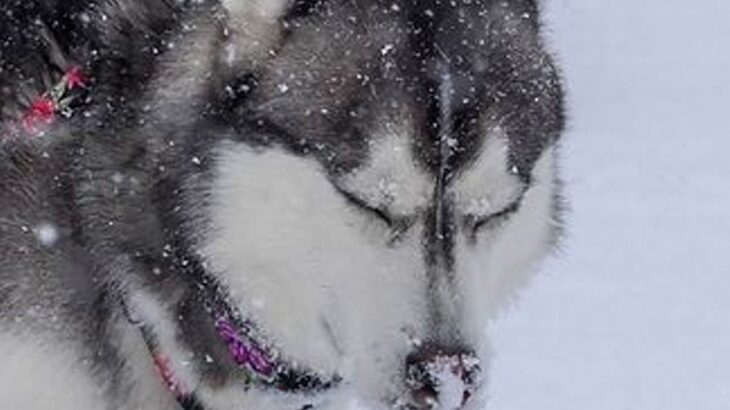 雪景色の中で『全集中』するハスキー犬→微動だにしない『まさかの理由』に1万6000いいね集まる「ウンの呼吸」「雰囲気出てるけどｗ」と爆笑(ブログ)