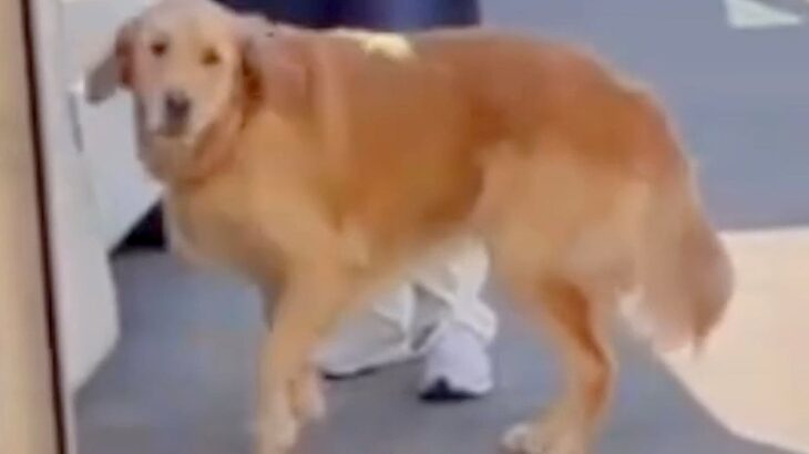 『1歳まで育ててくれた、もう一人のママ』と再会した大型犬→感動的な『お別れの瞬間』が15万再生「号泣した」「愛されてるんだね」と絶賛(ブログ)