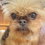 悲しげな顔をした『元繁殖犬』を飼った結果→8ヶ月後、表情を比較したら…嘘のような『現在』に感動「全然違う」「幸せの証」「笑顔かわいい」(ブログ)