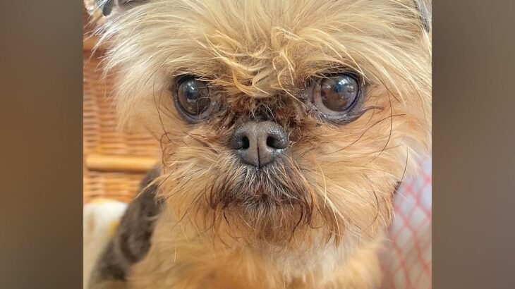 悲しげな顔をした『元繁殖犬』を飼った結果→8ヶ月後、表情を比較したら…嘘のような『現在』に感動「全然違う」「幸せの証」「笑顔かわいい」(ブログ)