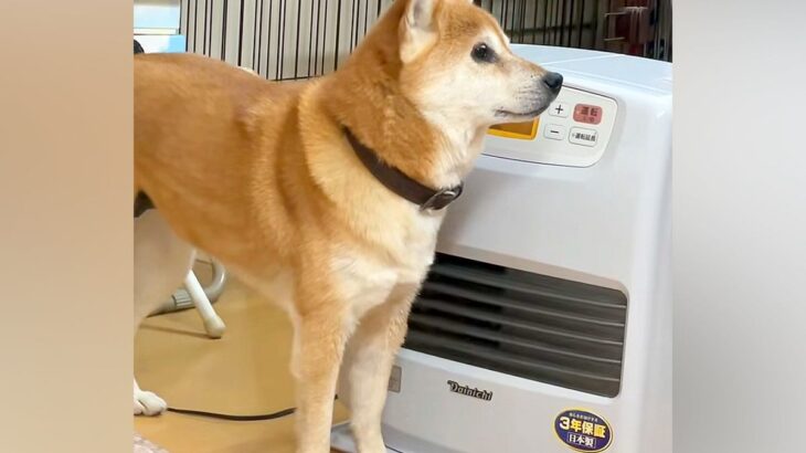 寒がりな犬が『ストーブをつけて』と飼い主に催促→すぐにつけてあげたくなる『可愛すぎる光景』が45万再生「お利口すぎ」「私が温めます」(ブログ)