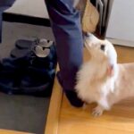 『帰っちゃうの…？』帰省していた兄とお別れの日→思わず泣ける『お見送りの光景』が115万表示「訴えてるみたいで泣いた」「切ない」と反響(ブログ)