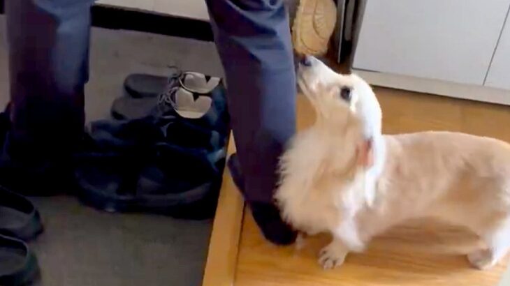 『帰っちゃうの…？』帰省していた兄とお別れの日→思わず泣ける『お見送りの光景』が115万表示「訴えてるみたいで泣いた」「切ない」と反響(ブログ)