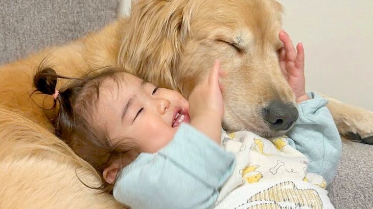 大型犬のことが大好きで仕方ない1歳の女の子→抑えられない気持ちを伝える光景が『尊すぎる』と24万再生「なんか感動した」「微笑ましすぎ」(ブログ)