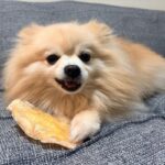 犬におやつを与えすぎる『5つの悪影響』一日に食べさせてもいい適正量まで(ブログ)