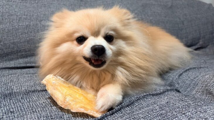 犬におやつを与えすぎる『5つの悪影響』一日に食べさせてもいい適正量まで(ブログ)