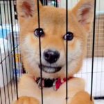 たまたま『田んぼで犬を捨てる現場』を発見→保護後、愛情を込めてお世話をし…新たな犬生を歩む光景に反響「信じられない…」「今度こそ幸せに」(ブログ)