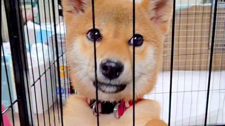 たまたま『田んぼで犬を捨てる現場』を発見→保護後、愛情を込めてお世話をし…新たな犬生を歩む光景に反響「信じられない…」「今度こそ幸せに」(ブログ)