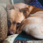 犬が『ブルブルと震える』原因５選　寒いだけじゃない？病気を見分ける方法まで(ブログ)