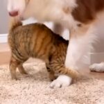 遊びにきた『実家の子猫』が、初めて『犬にスリスリ』をして…素敵すぎる『愛に溢れた光景』が20万再生「みんないい子」「平和な時間…」と絶賛(ブログ)