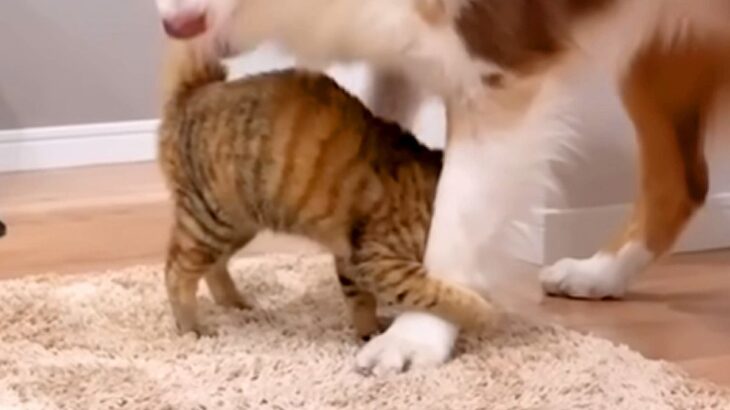 遊びにきた『実家の子猫』が、初めて『犬にスリスリ』をして…素敵すぎる『愛に溢れた光景』が20万再生「みんないい子」「平和な時間…」と絶賛(ブログ)