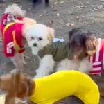 犬見知りの子犬が『たくさんの犬に囲まれてしまった』結果→可愛すぎる『解決策』に1万いいね「知らないお姉さん羨まし過ぎ」「助け求めてるｗ」(ブログ)