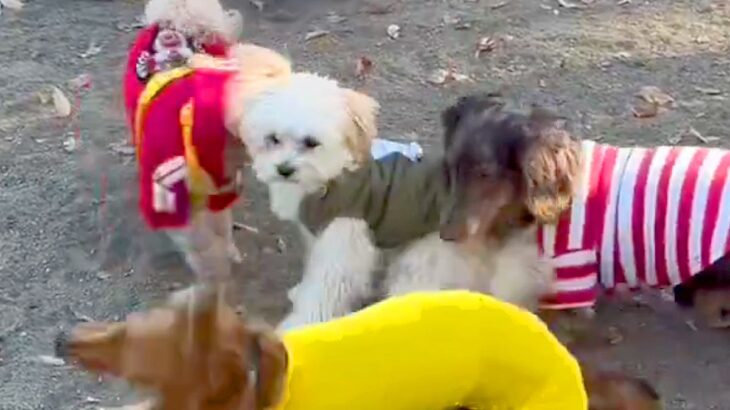 犬見知りの子犬が『たくさんの犬に囲まれてしまった』結果→可愛すぎる『解決策』に1万いいね「知らないお姉さん羨まし過ぎ」「助け求めてるｗ」(ブログ)