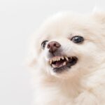 犬がしていたら『危険な鳴き方』５選　苦痛を感じているかどうか見極めるポイントまで(ブログ)