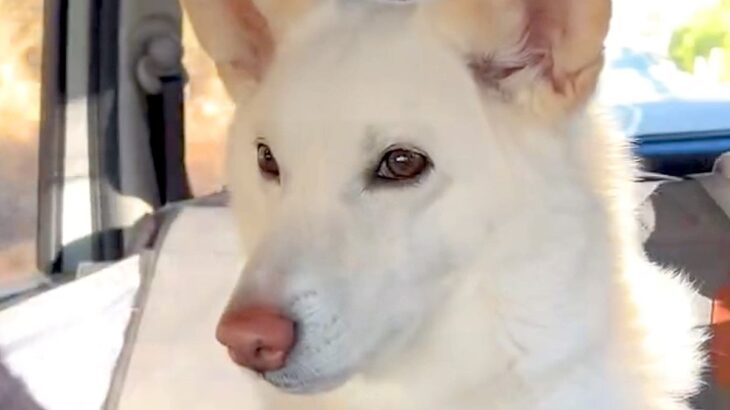 犬と一緒に車でお出かけ→『病院へ行くんだ』と勘違いして…通り過ぎた瞬間の『表情』が分かりやすすぎると76万再生「一瞬でｗ」「愛おしい」(ブログ)