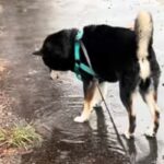 犬と雨の日に散歩に行った結果→水たまりに興味津々になって…全く進まない『愛しい光景』が10万再生「楽しそうでかわいい」「超マイペースｗ」(ブログ)