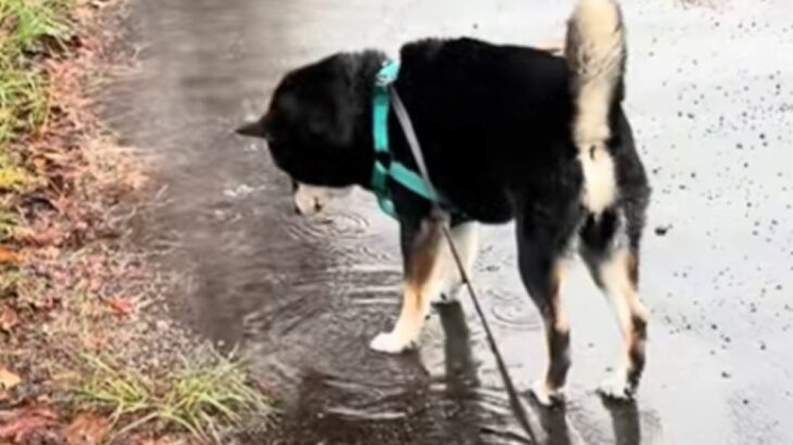 犬と雨の日に散歩に行った結果→水たまりに興味津々になって…全く進まない『愛しい光景』が10万再生「楽しそうでかわいい」「超マイペースｗ」(ブログ)