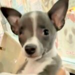 『生まれつき右目がない』保護犬の赤ちゃん→家族に迎え、大切に育てた結果…心あたたまる『素敵な物語』に「かわいい…」「成長が楽しみ」と反響(ブログ)