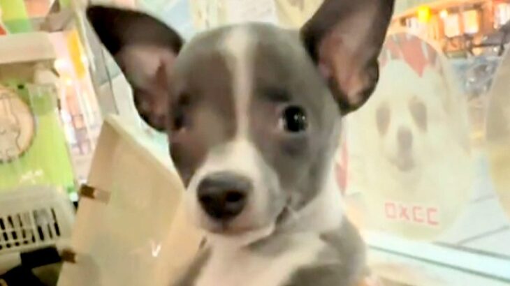『生まれつき右目がない』保護犬の赤ちゃん→家族に迎え、大切に育てた結果…心あたたまる『素敵な物語』に「かわいい…」「成長が楽しみ」と反響(ブログ)