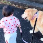 1歳の女の子が大型犬のお散歩に挑戦→『引っ張られるかな』と思いきや…優しすぎる『100点満点の対応』に反響「なんか泣ける」「賢すぎる」(ブログ)