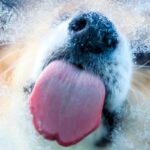 犬が冬に気をつけるべき『病気・怪我』6選　問題を引き起こすNG環境とは？(ブログ)