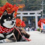 愛犬と『参拝できる神社』6選　初詣の人気スポットや飼い主が心得ておくべきエチケットまで(ブログ)