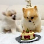 犬の誕生日をケーキでお祝い→みんなで『待て』をする最中、フライングしてしまい…まさかのブチギレが170万再生「容赦ないｗ」「全員面白い」(ブログ)