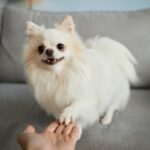 愛犬は自分の名前を分かっているの？理解してもらうためにできることや教えるコツまで解説(ブログ)
