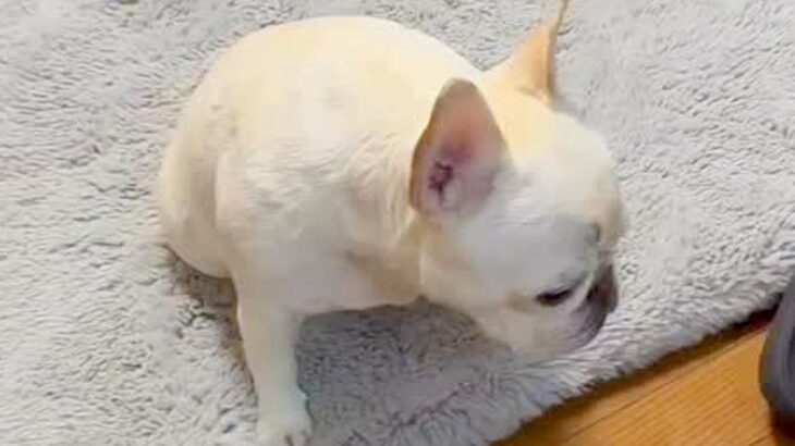 通りすがりの子供に『妖怪みたい』と言われてしまった犬→温厚な息子が追いかけて…立派すぎる一言に称賛「素敵すぎる」「泣いた」と328万再生(ブログ)