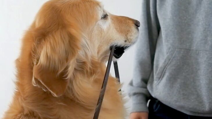 ママが散歩に誘うと大喜びする犬→お兄ちゃんが誘ったら結果…あからさまな『態度の違い』に爆笑「相手を選んでて草」「わかりやすｗ」と7万再生(ブログ)