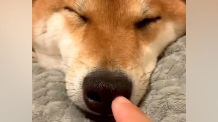 寝ている犬の鼻にイタズラをしてみた→『全然起きないな』と思った瞬間…まさかの結末が178万再生「マズルはダメなのｗ」「可愛いｗｗｗ」(ブログ)