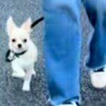 外に出ることに慣れてきた赤ちゃん犬→お散歩初心者すぎる『まさかの歩き方』が尊すぎるとSNSで反響「飛んでいきそうｗ」「ご機嫌」と6万再生(ブログ)