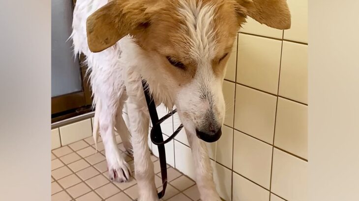 命の期限が迫った『元野犬』を保護して初日、人に怯えてしまい…1年8ヶ月後の『嘘のような光景と軌跡』に涙「優しい子」「賢い」と206万再生(ブログ)