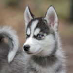 『青い目をしている犬種』4種　なぜ瞳の色が違うの？暮らしの中で注意すべきことまで解説(ブログ)