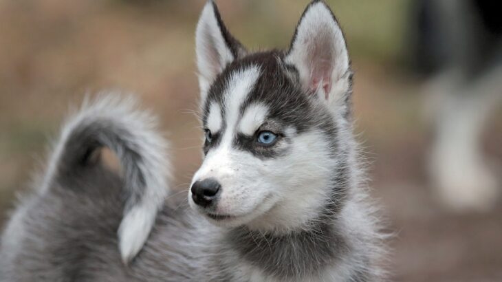 『青い目をしている犬種』4種　なぜ瞳の色が違うの？暮らしの中で注意すべきことまで解説(ブログ)