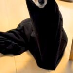 旦那がズボンを脱ぎっぱなしでトイレへ→部屋に戻ると⋯想定外だった『まさかの状況』が111万再生「入ってみたかったんだｗ」「新種の生き物」(ブログ)