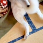 極寒の地で生まれた『シベリアンハスキー』が、日本に染まりすぎた結果→コタツで見せた『衝撃の行動』が231万再生「スピードｗ」「可愛すぎ」(ブログ)
