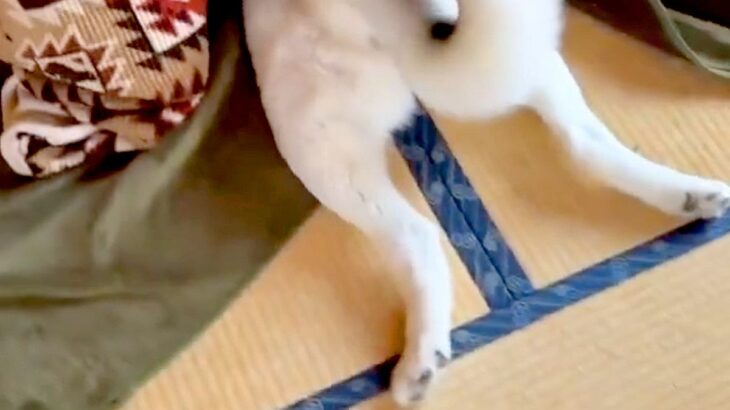 極寒の地で生まれた『シベリアンハスキー』が、日本に染まりすぎた結果→コタツで見せた『衝撃の行動』が231万再生「スピードｗ」「可愛すぎ」(ブログ)