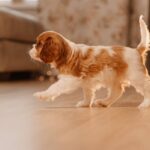 犬が『飼い主を探している』ときの行動５選　意外なサインや不安な気持ちを落ち着かせるコツまで(ブログ)
